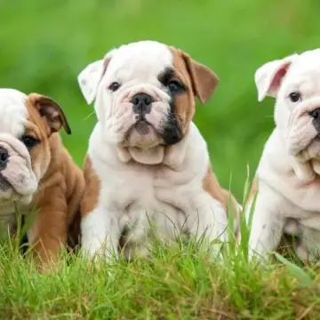 Bulldog Inglés