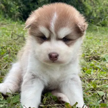 Husky Siberiano