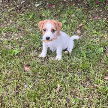 Jack Russell