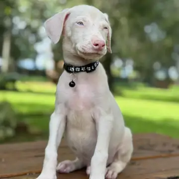 Doberman variante Albino - foto 1
