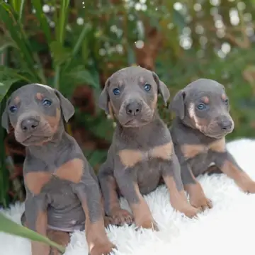 Doberman variante Azul (Blue) - foto 1