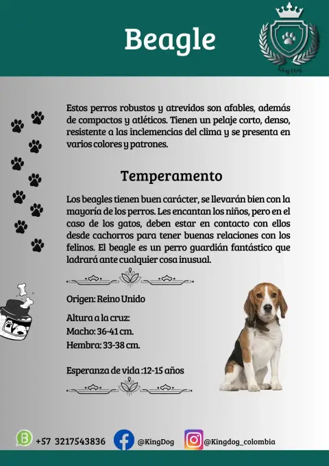 Detalle de cachorro de raza Beagle