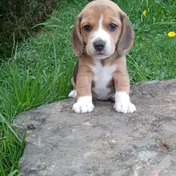 Beagle