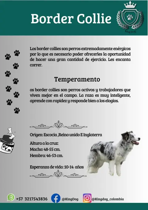 Detalle de cachorro de raza Border Collie