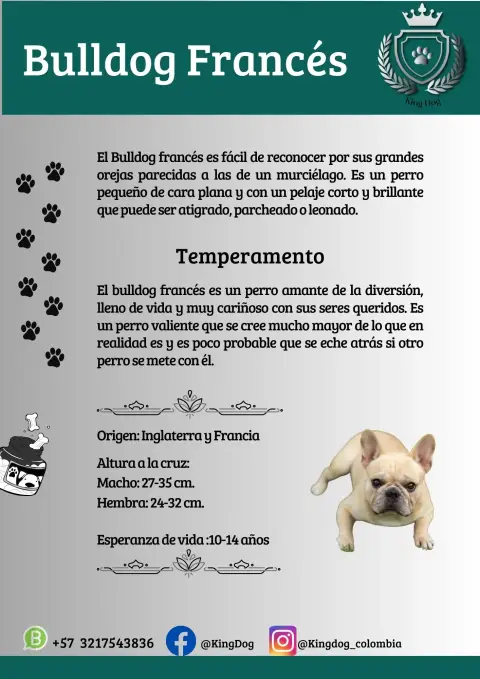 Detalle de cachorro de raza Bulldog Francés