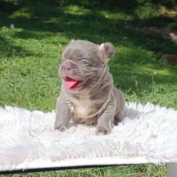 Bulldog Francés