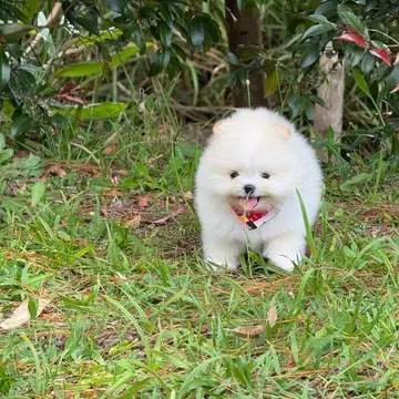 Pomerania variante Cara de Oso - foto 1