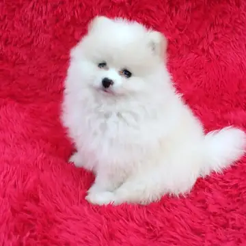 Pomerania variante Cara de Zorro - foto 1