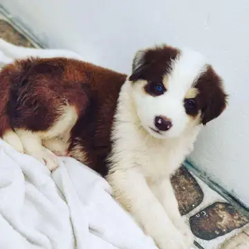 Border Collie variante Chocolate - foto 1