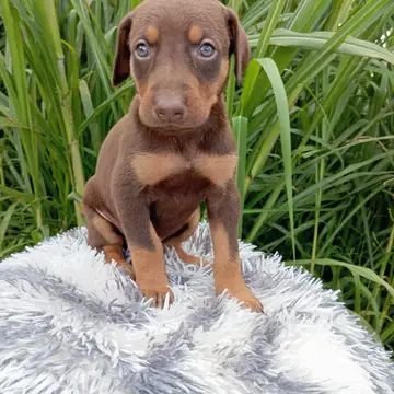 Doberman variante Chocolate - foto 1