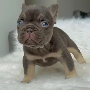 Bulldog Francés variante Chocolate & Tan - foto 1
