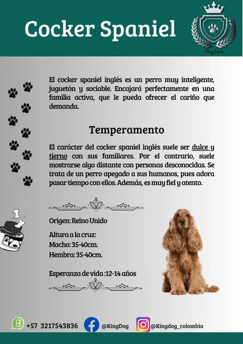 Detalle de cachorro de raza Cocker Spaniel