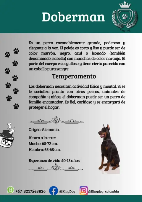 Detalle de cachorro de raza Doberman