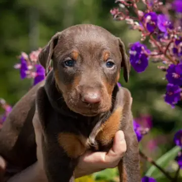 Doberman