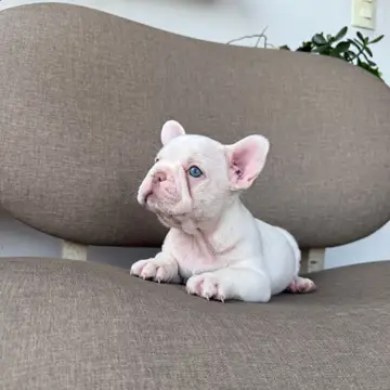 Bulldog Francés variante Estándar - foto 1