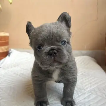 Bulldog Francés variante Fluffy (Pelo Largo) - foto 1