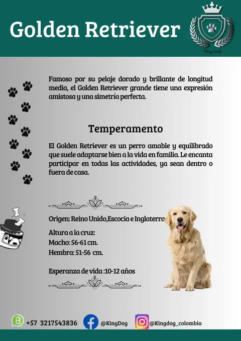 Detalle de cachorro de raza Golden Retriever