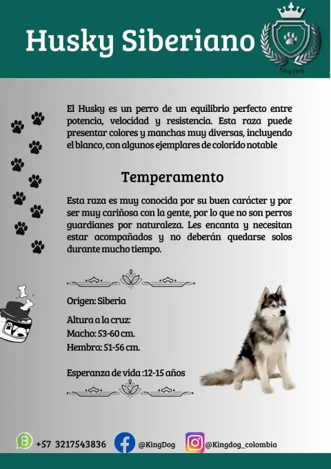 Detalle de cachorro de raza Husky Siberiano