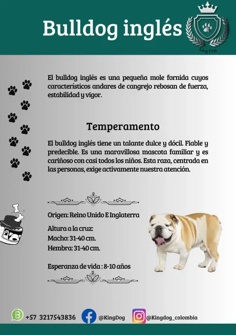 Detalle de cachorro de raza Bulldog Inglés