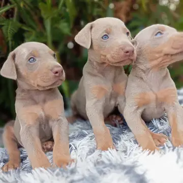 Doberman variante Isabella - foto 1