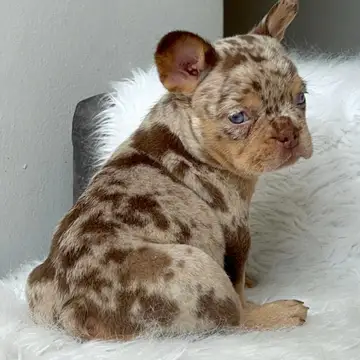 Bulldog Francés variante Merle - foto 1