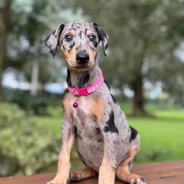 Doberman variante Merle - foto 1