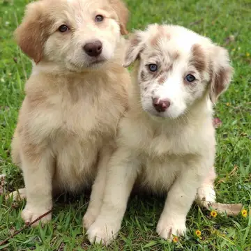 Border Collie variante Merle - foto 1