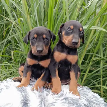 Doberman variante Negro y Fuego - foto 1