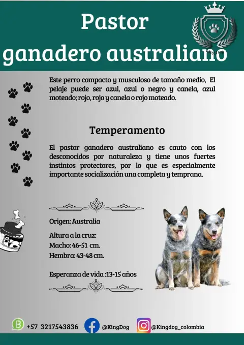 Detalle de cachorro de raza Pastor Ganadero Australiano