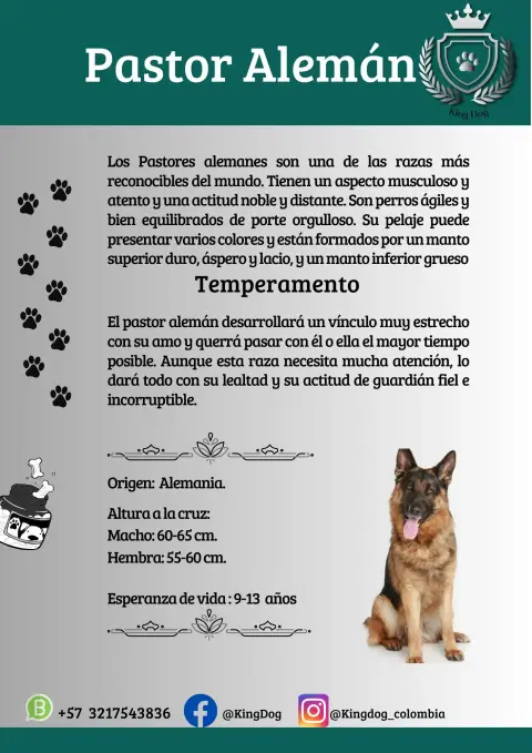 Detalle de cachorro de raza Pastor Alemán