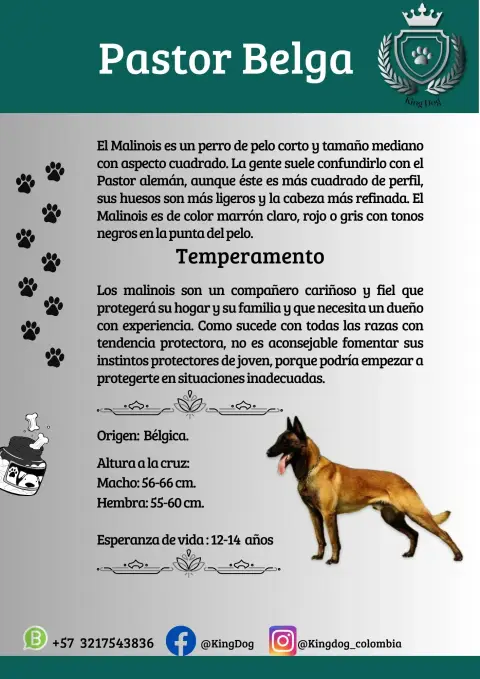 Detalle de cachorro de raza Pastor Belga