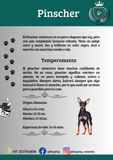 Detalle de cachorro de raza Pinscher