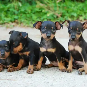 Pinscher