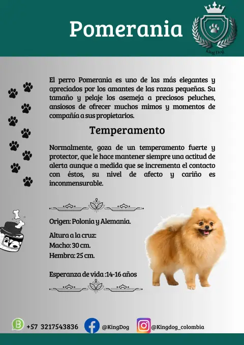 Detalle de cachorro de raza Pomerania