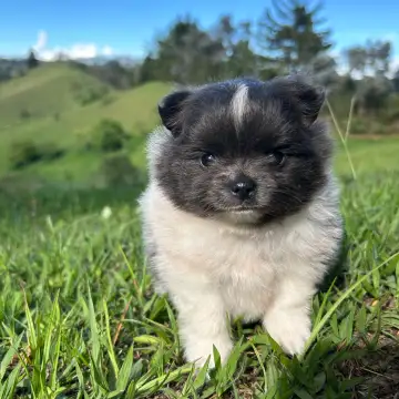 Pomerania