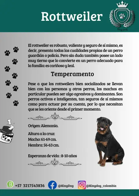 Detalle de cachorro de raza Rottweiler