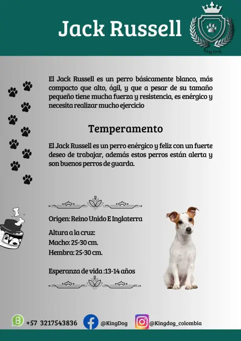 Detalle de cachorro de raza Jack Russell
