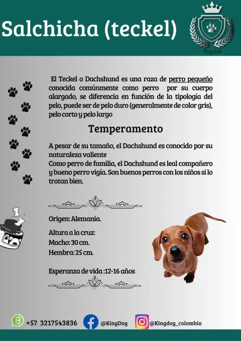 Detalle de cachorro de raza Teckel