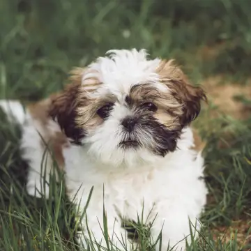 Shih Tzu