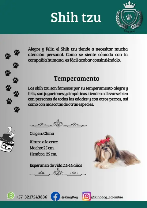 Detalle de cachorro de raza Shih Tzu