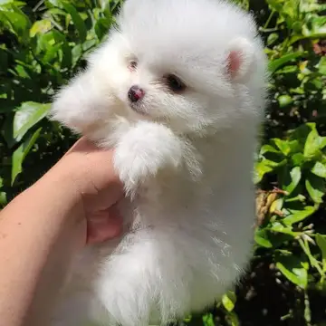 Pomerania variante Tipo Oso (Teddy) - foto 1