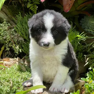 Border Collie variante Tradicional - foto 1