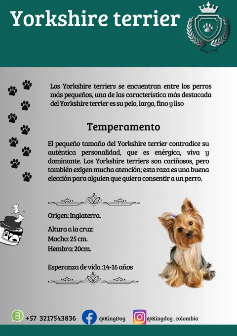 Detalle de cachorro de raza Yorkshire