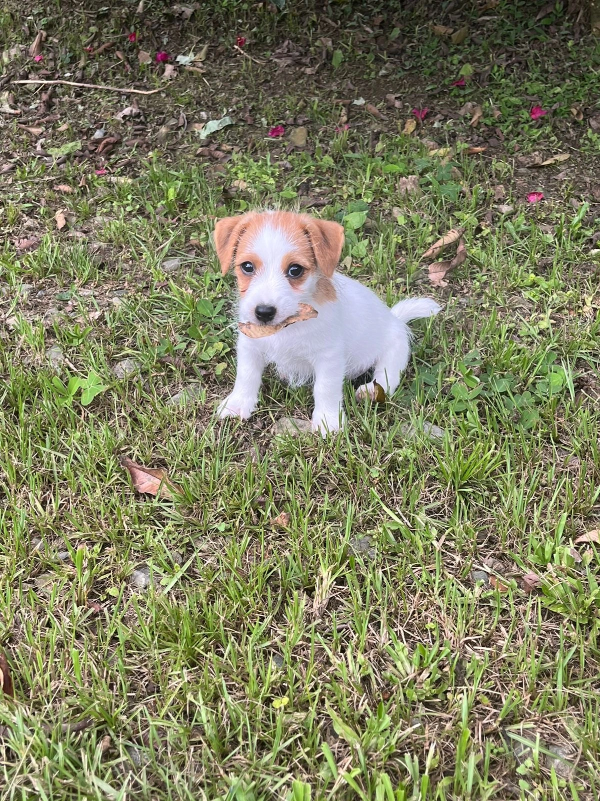Lily